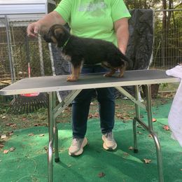 Blue Collar--aka Walnut - Black and red female German Shepherd puppy in King, North Carolina from Golly-G German Shepherds