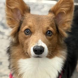American Corgis and Pembroke Welsh Corgis from Katie Tharp