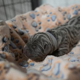 Gray Collar - Gray male Cane Corso puppy in Colorado from Iconic Corso Kennel