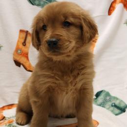 Colt - Dark golden male Golden Retriever puppy in New Weston, Ohio from Bertke AKC Golden Retrievers and Bernese Mountain Dogs