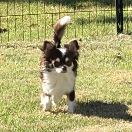 Dixie - Chihuahua