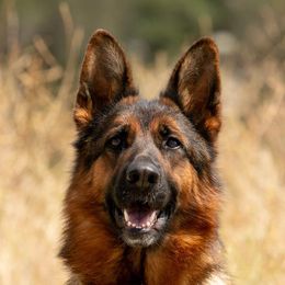 Contra - German Shepherd