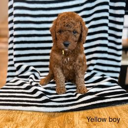 Yellow Boy - Red  Goldendoodle puppy in Cleburne, Texas from Garrett Family Doodles