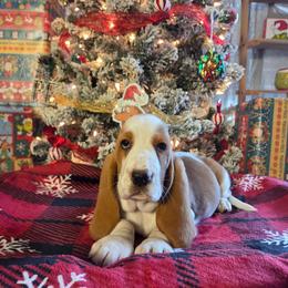 Perri - Red and white female Basset Hound puppy in Denison, Texas from Emma Lou's Baby Bassets
