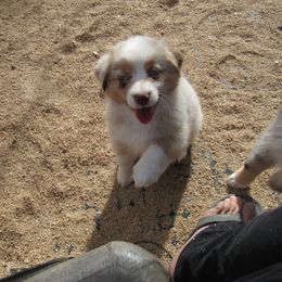 Faith - Australian Shepherd puppy in Sonoita, Arizona from Gardner Canyon Kennels