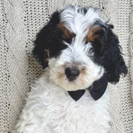 Bernedoodle and Bernese Mountain Dog Puppies from Sage Hills Bernedoodles