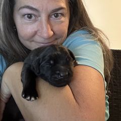 Leonberger Puppies from Desert Magick Leonbergers