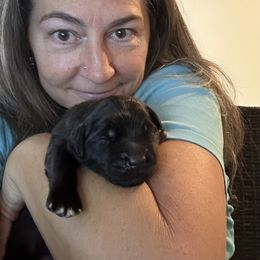 Leonberger Puppies from Desert Magick Leonbergers