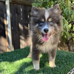 Reef - Blue male Pomsky puppy in La Verne, California from Red Cedar Pomskies