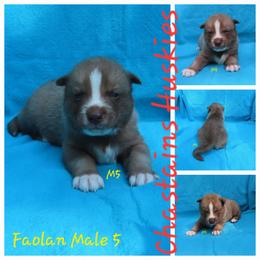 Faolan Male 5 - Red and white male Siberian Husky puppy in Hiawassee, Georgia from Chastains Huskies