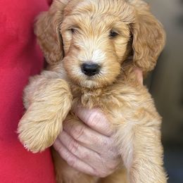 Klink - Apricot male Goldendoodle puppy in Casselberry, Florida from My Little Doodle