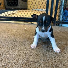 Libby - Black white and tan female Rat Terrier puppy in Canandaguia, New York from Mary ann Whipple's Old Dominion Terriers