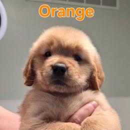 Orange - Golden female Golden Retriever puppy in Taylor Ridge, Illinois from Salata Goldens
