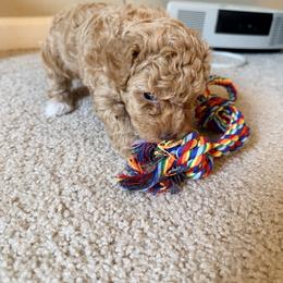 Poodle Puppies from Pet Guardian Smart Kennels, LLC
