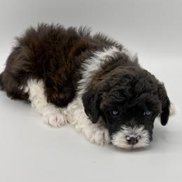 Sweetheart - Parti female Poodle puppy in Wheatland, California from Sapphire Ridge Poodles