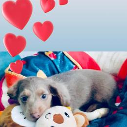 Dachshund Puppies from Meldox