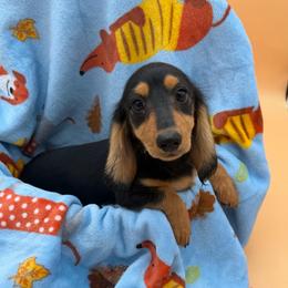 Robby - Black and tan male Dachshund puppy in Gavilan Hills, California from Bacchanal Kennel/Ranch