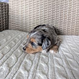 Diego - male Australian Mountain Doodle puppy in Winchester, Virginia from Morningstar Goldendoodles