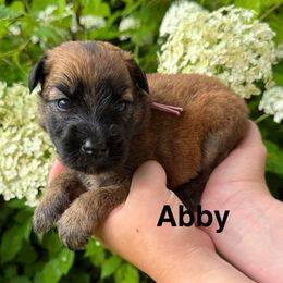 Girl 1 - Wheaten female Soft Coated Wheaten Terrier puppy in Newark, Ohio from Valleydayle Doodles and Wheatens