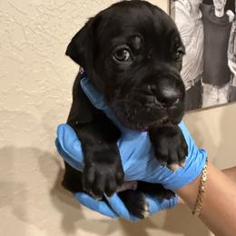 Dark purple power puff - Black female Cane Corso puppy in Lubbock, Texas from Hub City Kennel