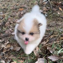 Sable Parti Merle male - Chocolate parti male Pomeranian puppy in Gadsden, Alabama from Rich Cat’s