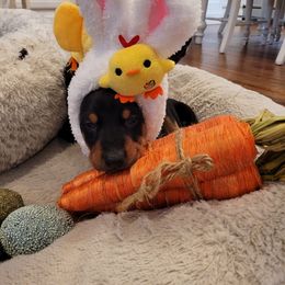 Doberman Pinscher Puppies from Kalora Dobermans