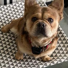 French Bulldog puppies from Hearts of Faith French Bulldogs & Long-Haired Dachshunds