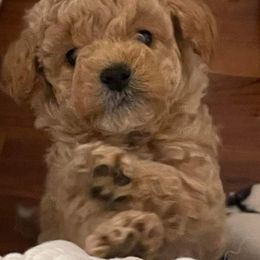 Poodle Puppies from Cathys Dogs