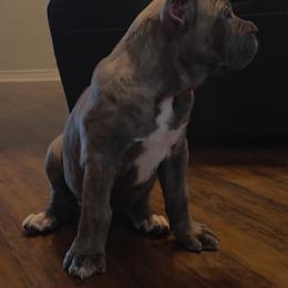 Cane Corso Puppies from Majestic Pride Cane Corso LLC