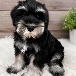 Brown Collar - Black and silver male Miniature Schnauzer puppy in Houston, Texas from Silver Paw Ranch