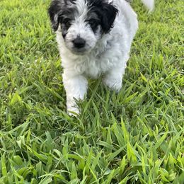 Aussiedoodle and Miniature Australian Shepherd Puppies from Sugar Creek Oodles and Aussies
