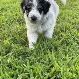 Aussiedoodle and Miniature Australian Shepherd Puppies from Sugar Creek Oodles and Aussies