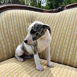Mateo - White and fawn brindle male Whippet puppy in Kingston, Tennessee from Smithfield Park