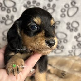 Chevron - Black and cream male Dachshund puppy in Washington from Beautiful Doxies