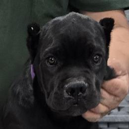 Purple Collar Girl - Morganza X Lawman - AKC and ICCF - Black female Cane Corso puppy in Gorman, Texas from McOmber Country Kennels