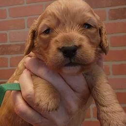 Green collar (Leaf) - Golden male Cockapoo puppy in Los Molinos Ca, California from Sunshine Sanctuary Doodles