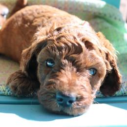 Pepper - Red  male Poodle puppy in Jensen Beach, Florida from Pineapple Poodles