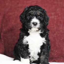 Bernedoodles, Boxers, and Poodles from Dakota Prairie Pups