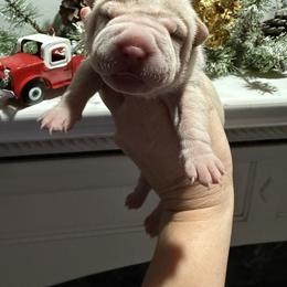 Star - Cream female Chinese Shar-Pei puppy in North Carolina from Amy Mahaffey's Chinese Shar-Pei
