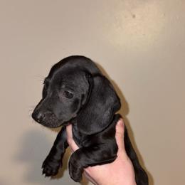 Cinch - Dachshund