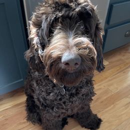 Francis - Goldendoodle