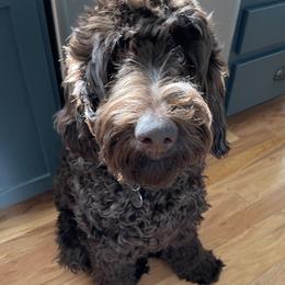 Francis - Goldendoodle
