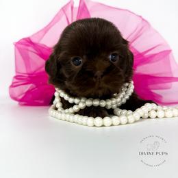 Girl 1 - female Shih Tzu puppy in League City, Texas from Divine Pups