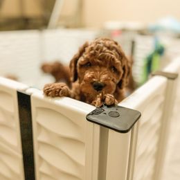 Goldendoodle Puppies from Goldendoodle Utah