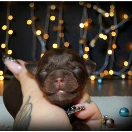 Chance - Chocolate and tan male Yorkshire Terrier puppy in Warren, Michigan from Danielle's Yorkie Babies
