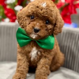 Lyric - Red male Cavapoo puppy in Apple Valley, California from Fletcher Fuzzy Friends