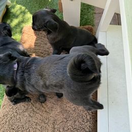 Pug and Shiba Inu Puppies from khshibas-khpugs