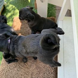 Pug and Shiba Inu Puppies from khshibas-khpugs
