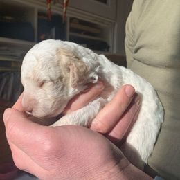 Lagotto Romagnolo Puppies from CreekSide Lagotto