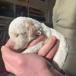 Lagotto Romagnolo Puppies from CreekSide Lagotto